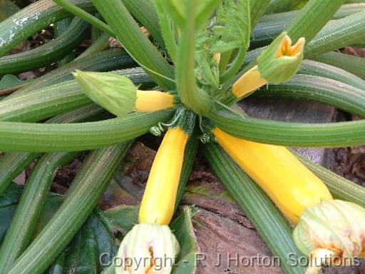 Zucchini Golden 